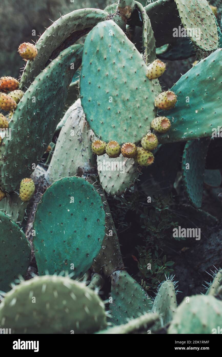 Nahaufnahme von Kaktus auf Sardinien Foto Stock