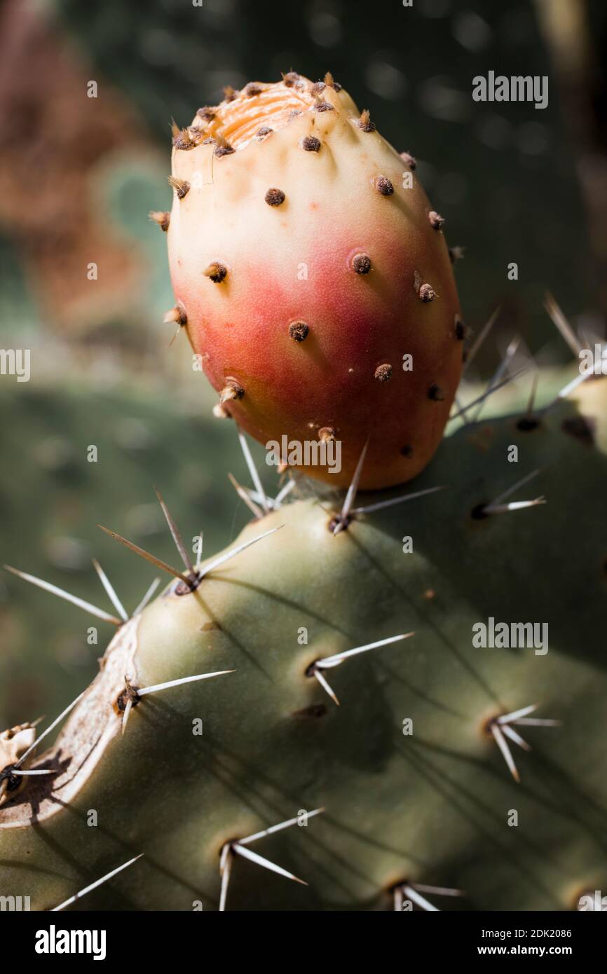 Cactus in Sardegna con pera di prickly Foto Stock