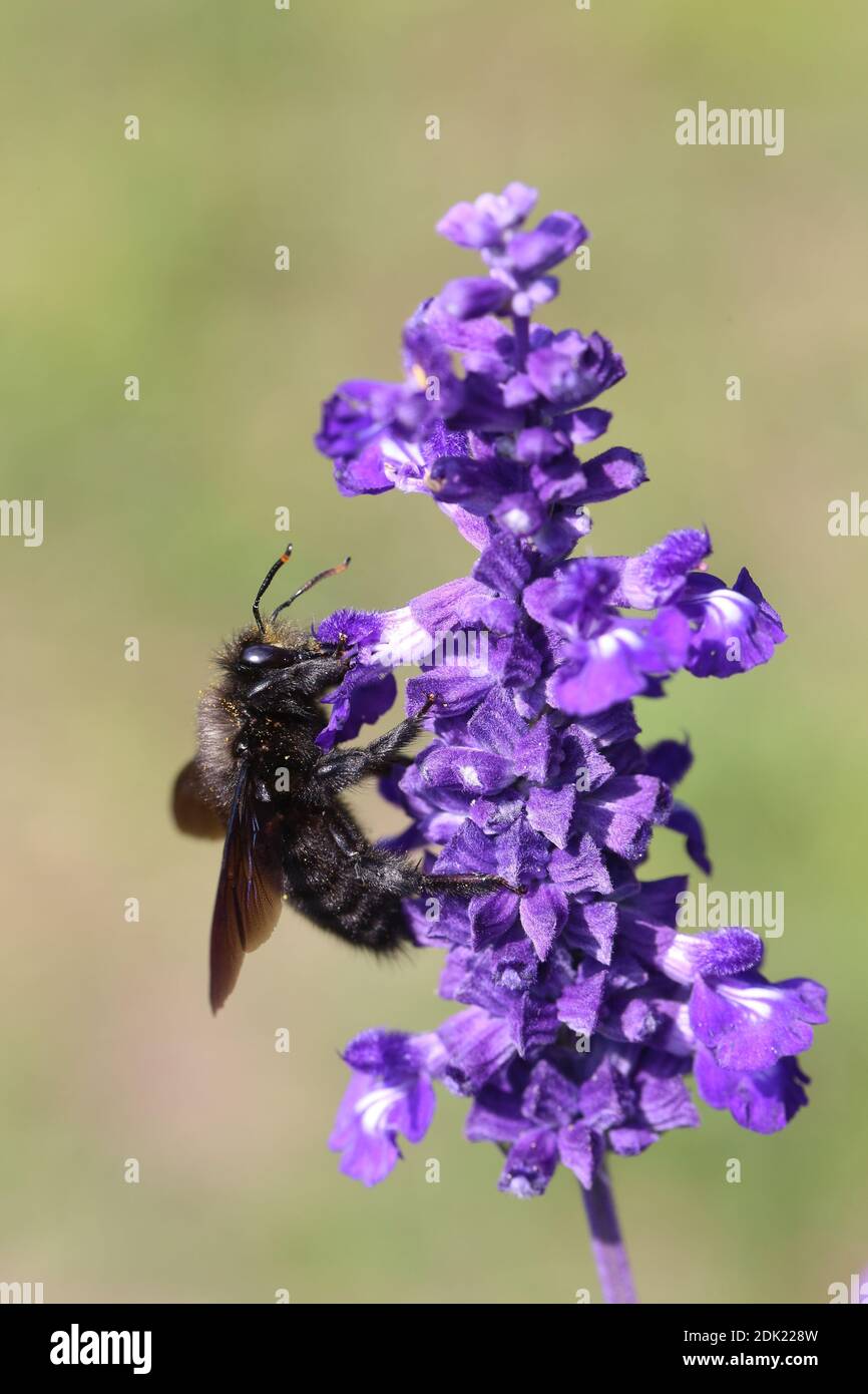 Holzbiene, Große Blaue Holzbiene, Blauschwarze Holzbiene, Violettflügelige Holzbiene, Xylocopa violacea, Wicke, Bienweide, Wildbiene, Mehliger Salbei, Salvia Farinacea, Holzbienendrohn Foto Stock