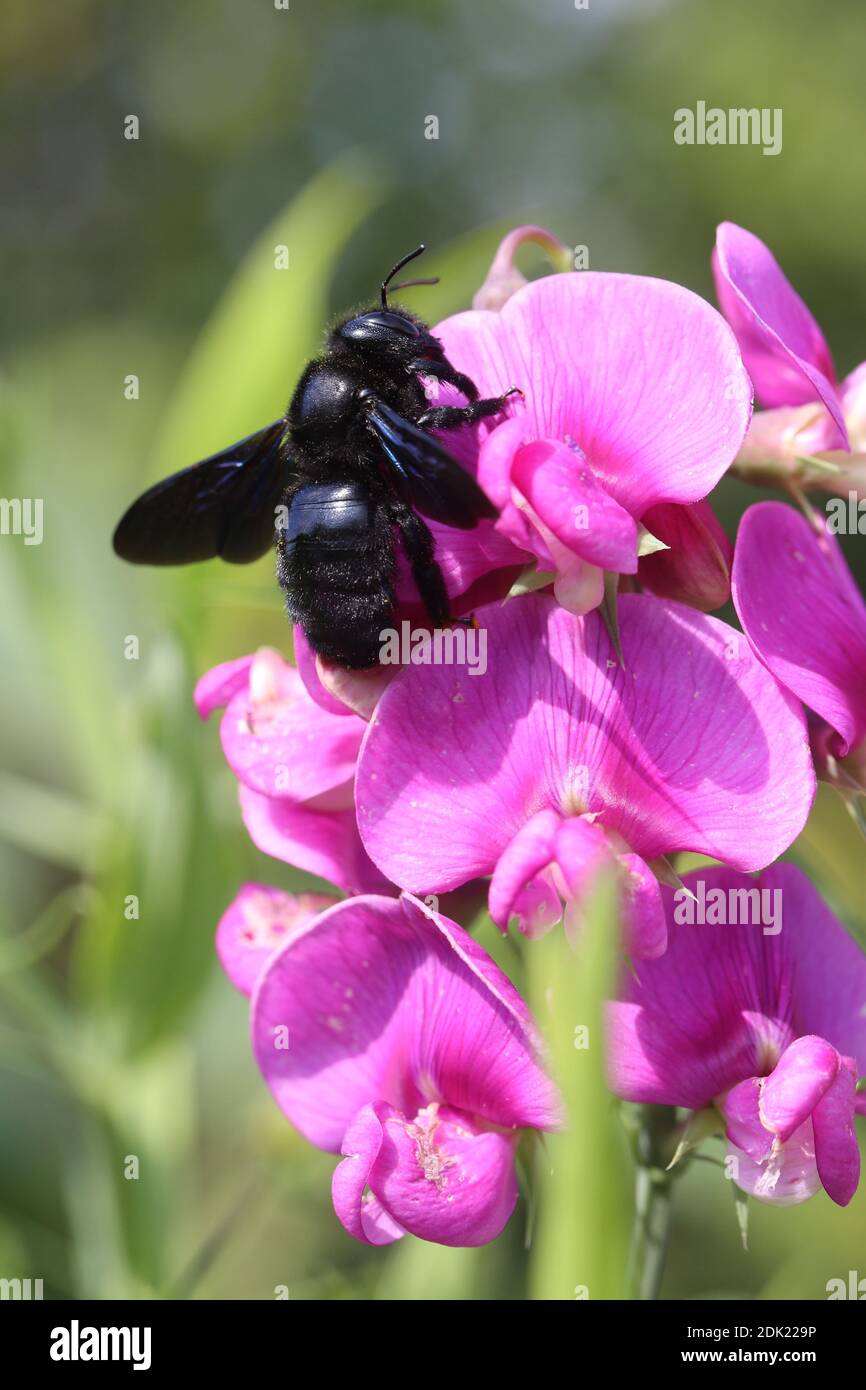 Ape di legno, ape di legno blu grande, ape di legno blu-nero, ape di legno con alinga violetta, Xylocopa violacea, vetch, vetch, piselli piatti a foglia larga, Latifolius di Lathyrus, perennials, pascolo delle api, ape selvatica Foto Stock