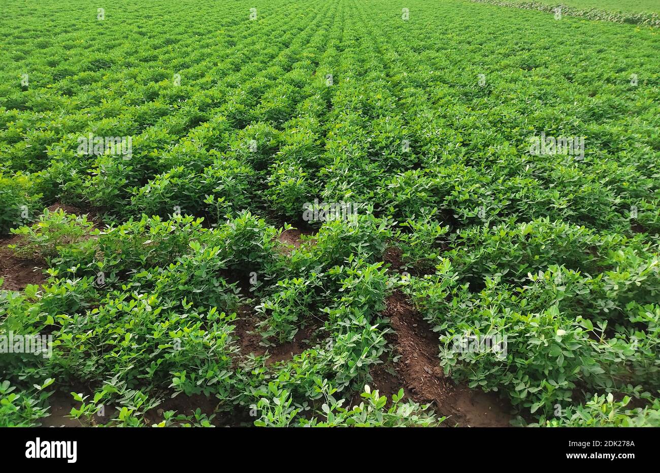 Fattoria di arachidi, campo di arachidi, albero di arachidi, campi  piantagione di arachidi, terreno agricolo in India background Foto stock -  Alamy