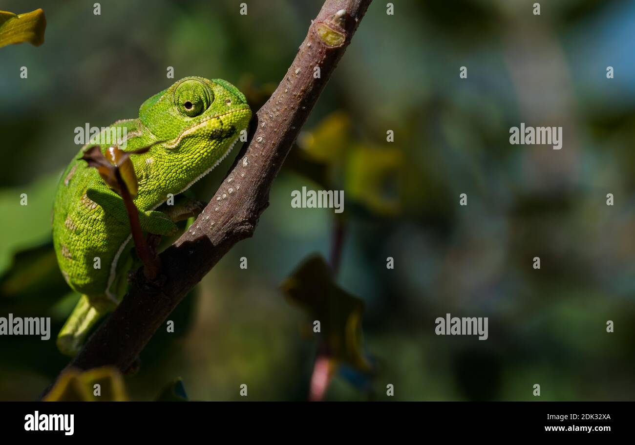 Un piccolo Chameleon mediterraneo (Chamaeleo chamaeleon) che si muove lentamente su una filiale di carruba (Ceratonia siliqua) nelle isole maltesi. Foto Stock