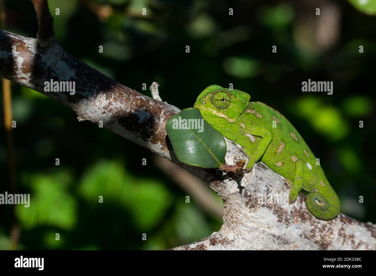 Un piccolo Chameleon mediterraneo (Chamaeleo chamaeleon) che si muove lentamente su una filiale di carruba (Ceratonia siliqua) nelle isole maltesi. Foto Stock