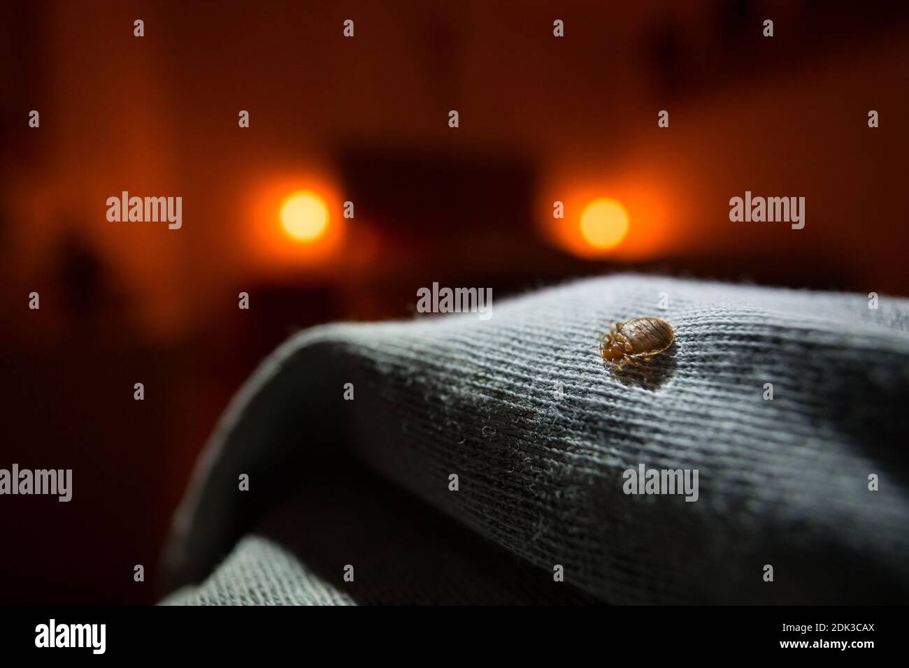 Bug comune del letto (Cimex lectularius) su un letto Foto Stock
