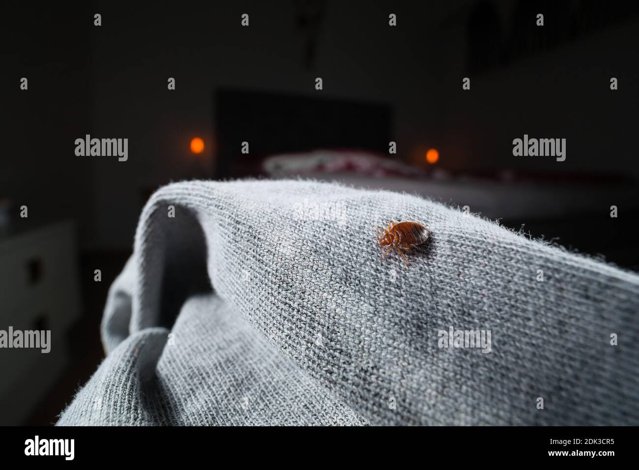 Bug comune del letto (Cimex lectularius) su un letto Foto Stock
