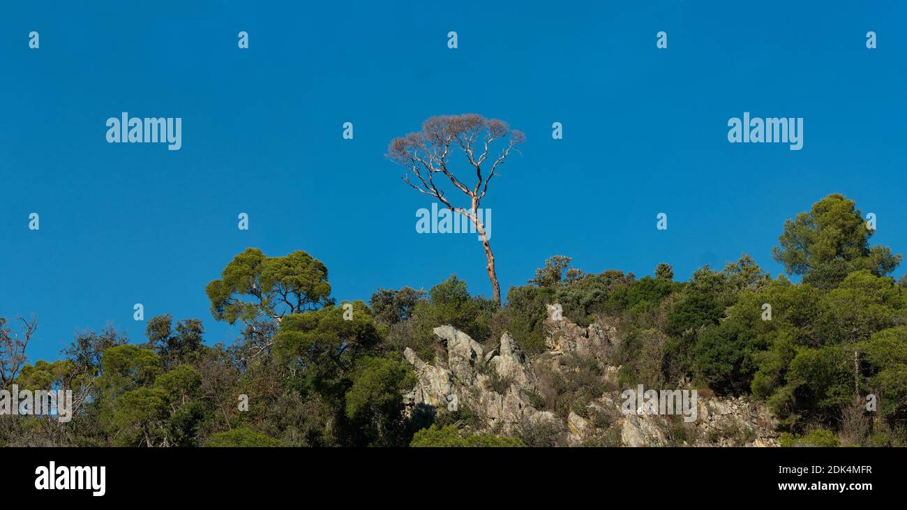 Solitario pino morto sulla cima di una collina rocciosa piena di macchia mediterranea, blu cielo backgroud Foto Stock