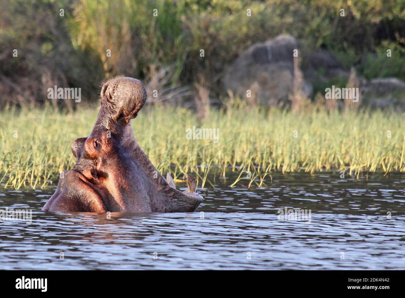 Hippopotamus yawning preso al lago Chamo, Etiopia Foto Stock