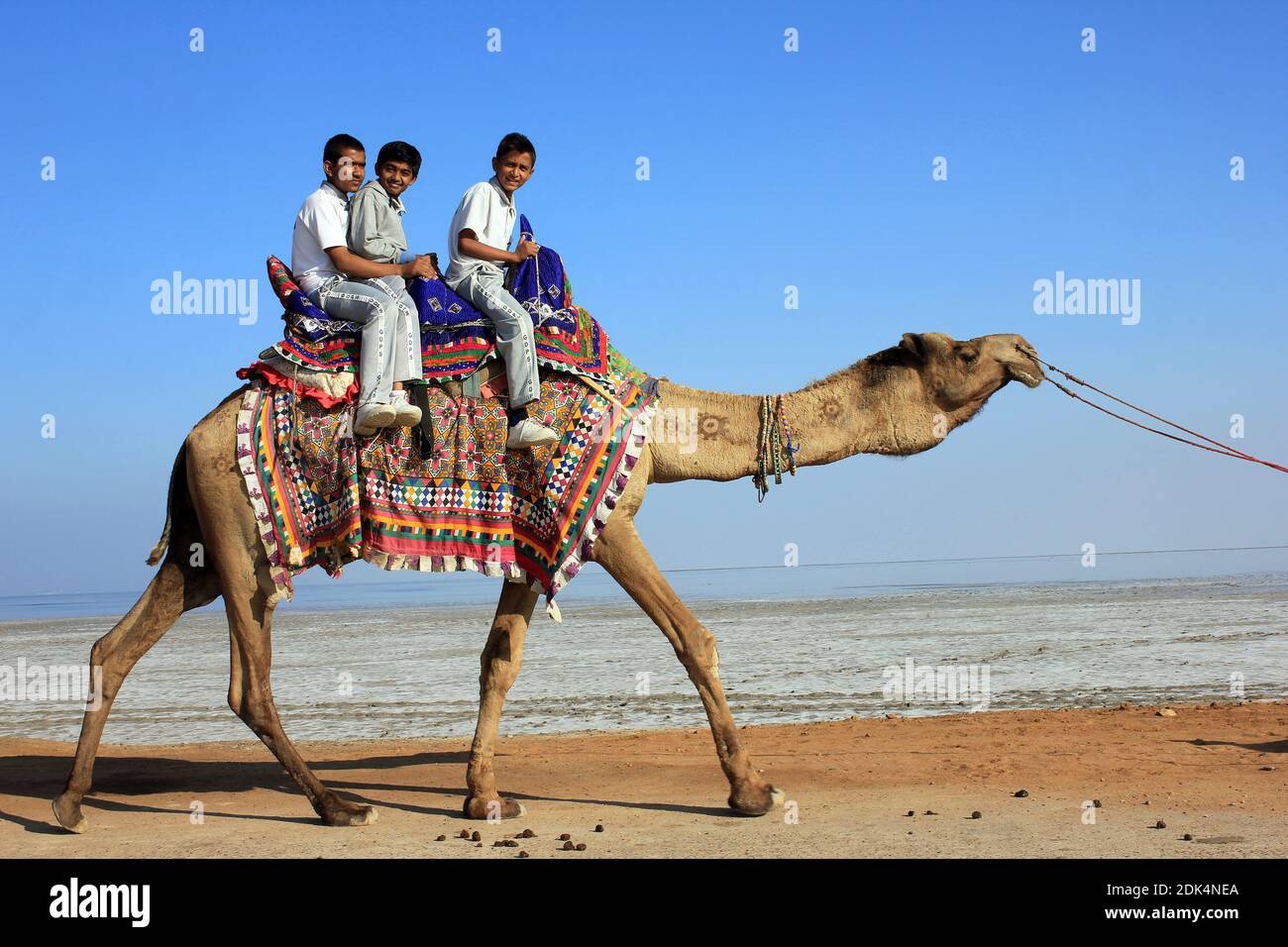 Scolari Equitazione cammello, grande Rann di Kutch, Gujarat, India Foto Stock