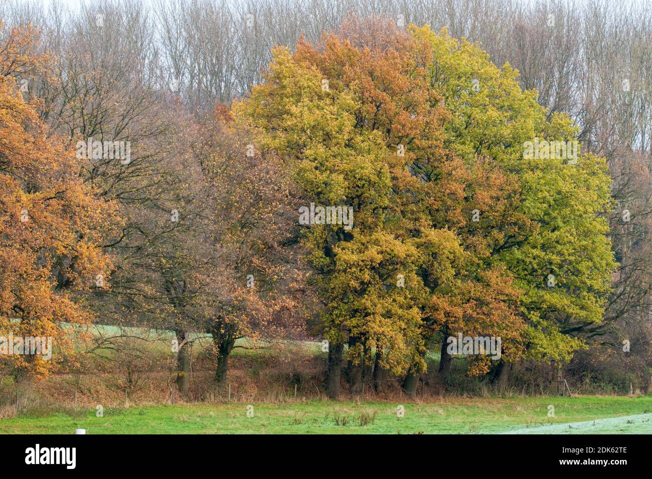 Escursione nella regione di Osnabrück vicino a Melle-Neuenkirchen sulla Terra.Track Königsbrück. È una fredda giornata autunnale con brina sui prati e sui campi. Foto Stock