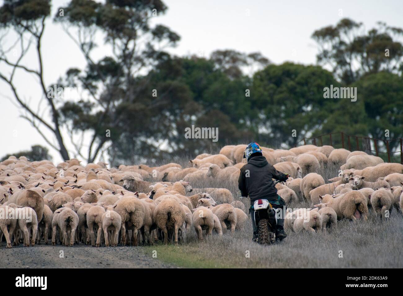 Agricoltura australiana, pecore affogate Foto Stock