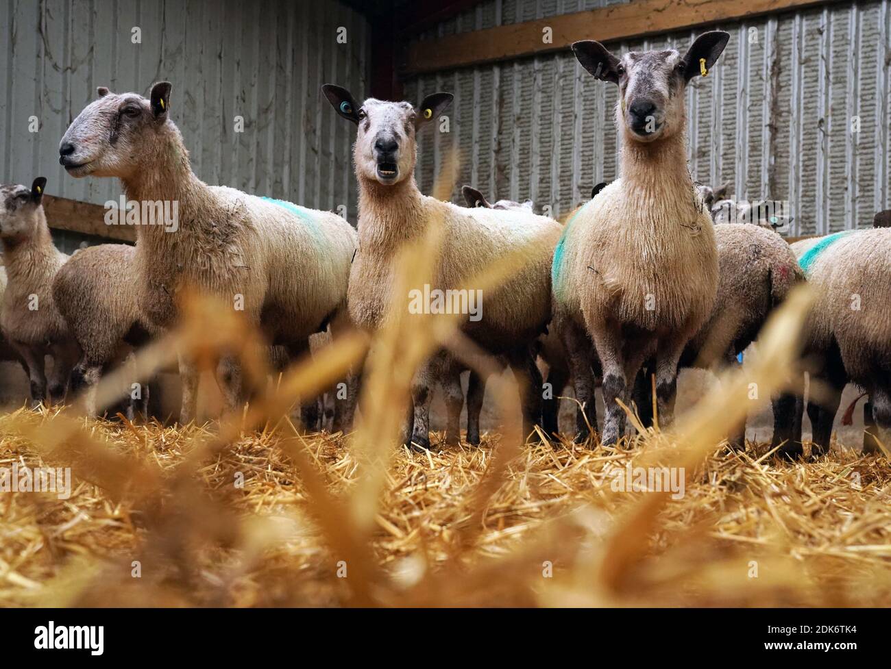 Pecore al Carrick T e Son alla High Crossgill Farm di Alston Moor, Cumbria. Con una Brexit senza accordo il 1° gennaio, l’agnello britannico si troverebbe ad affrontare tariffe del 48%, il che lo renderebbe proibitivamente costoso per i clienti in Europa. Il valore delle pecore Swaledale e Leicester 2,000 della famiglia Carrick potrebbe diminuire di un terzo. Foto Stock