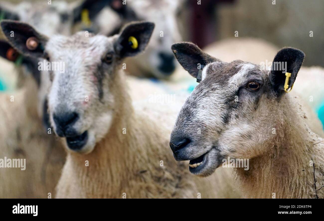 Pecore al Carrick T e Son alla High Crossgill Farm di Alston Moor, Cumbria. Con una Brexit senza accordo il 1° gennaio, l’agnello britannico si troverebbe ad affrontare tariffe del 48%, il che lo renderebbe proibitivamente costoso per i clienti in Europa. Il valore delle pecore Swaledale e Leicester 2,000 della famiglia Carrick potrebbe diminuire di un terzo. Foto Stock