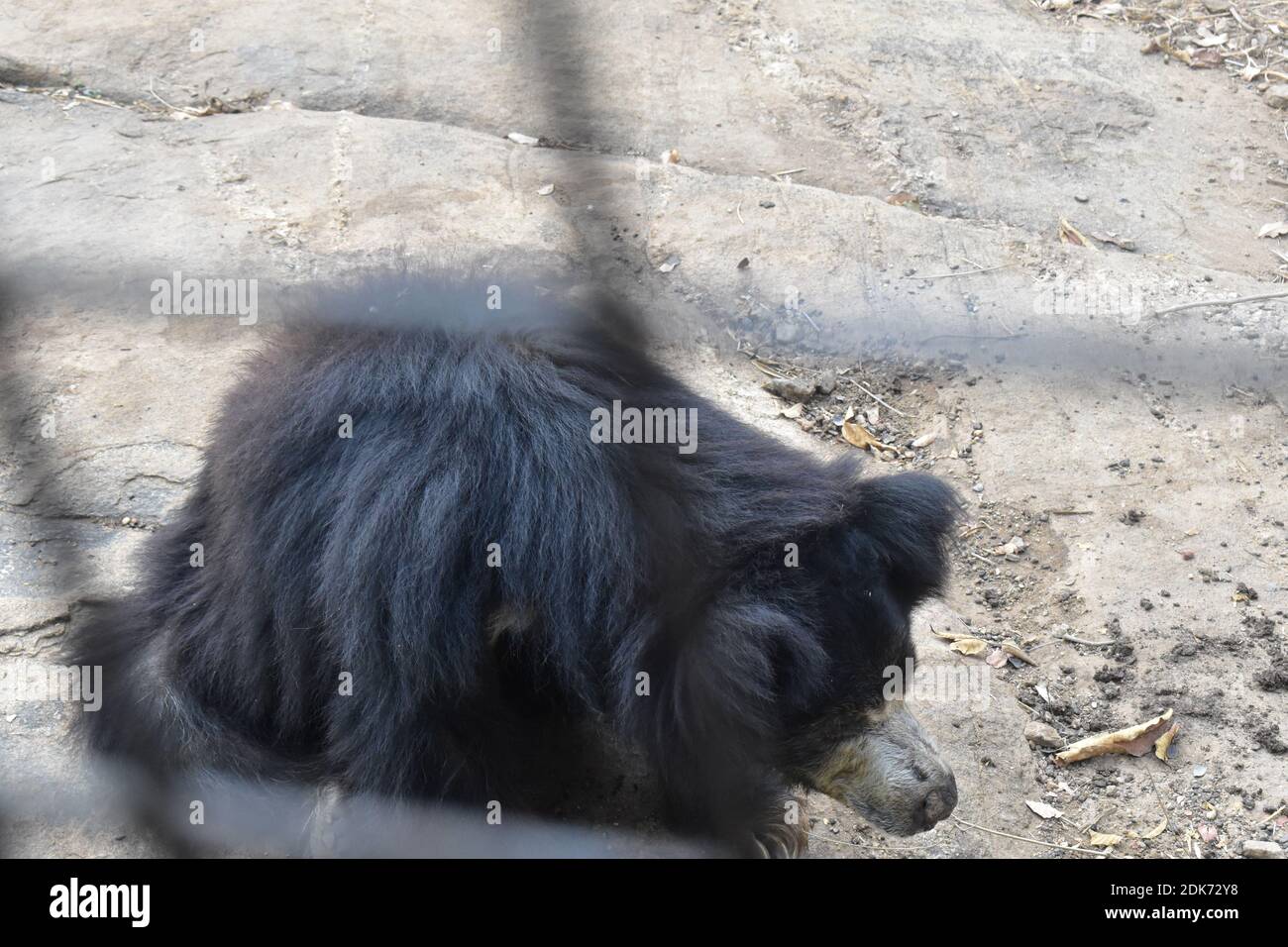 Orso di colore nero che dorme sulla strada in un nazionale parcheggio Foto Stock