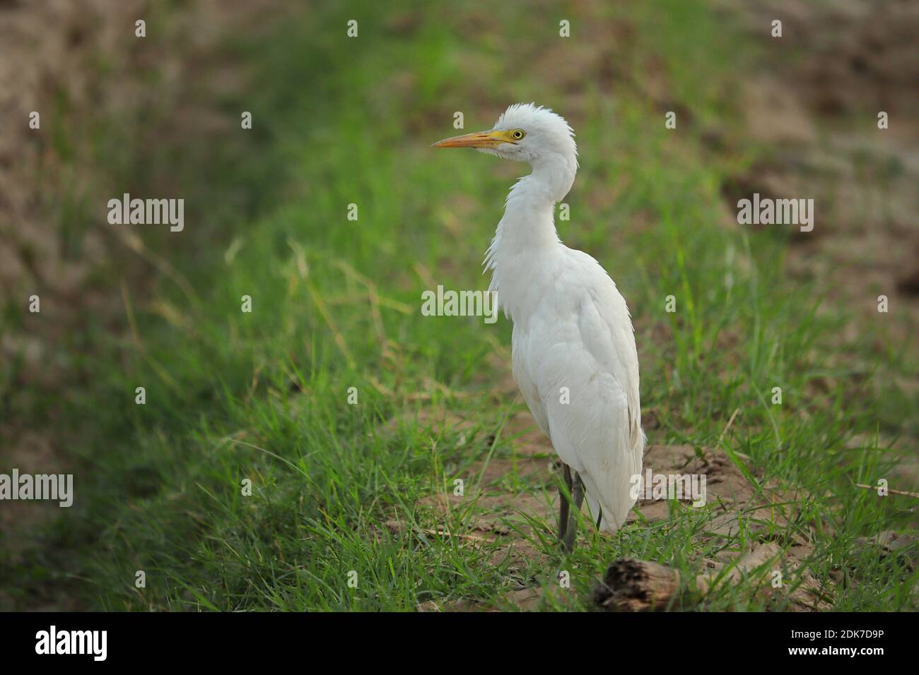 Un uccello di airone bianco che riposa al piano terra in la sera Foto Stock
