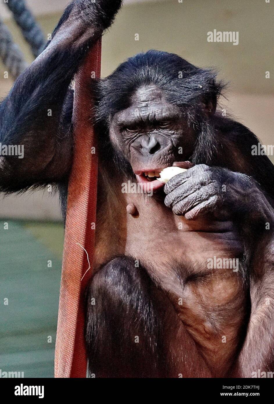 Volto umano in Zoo, Bonobo, Primat Foto Stock