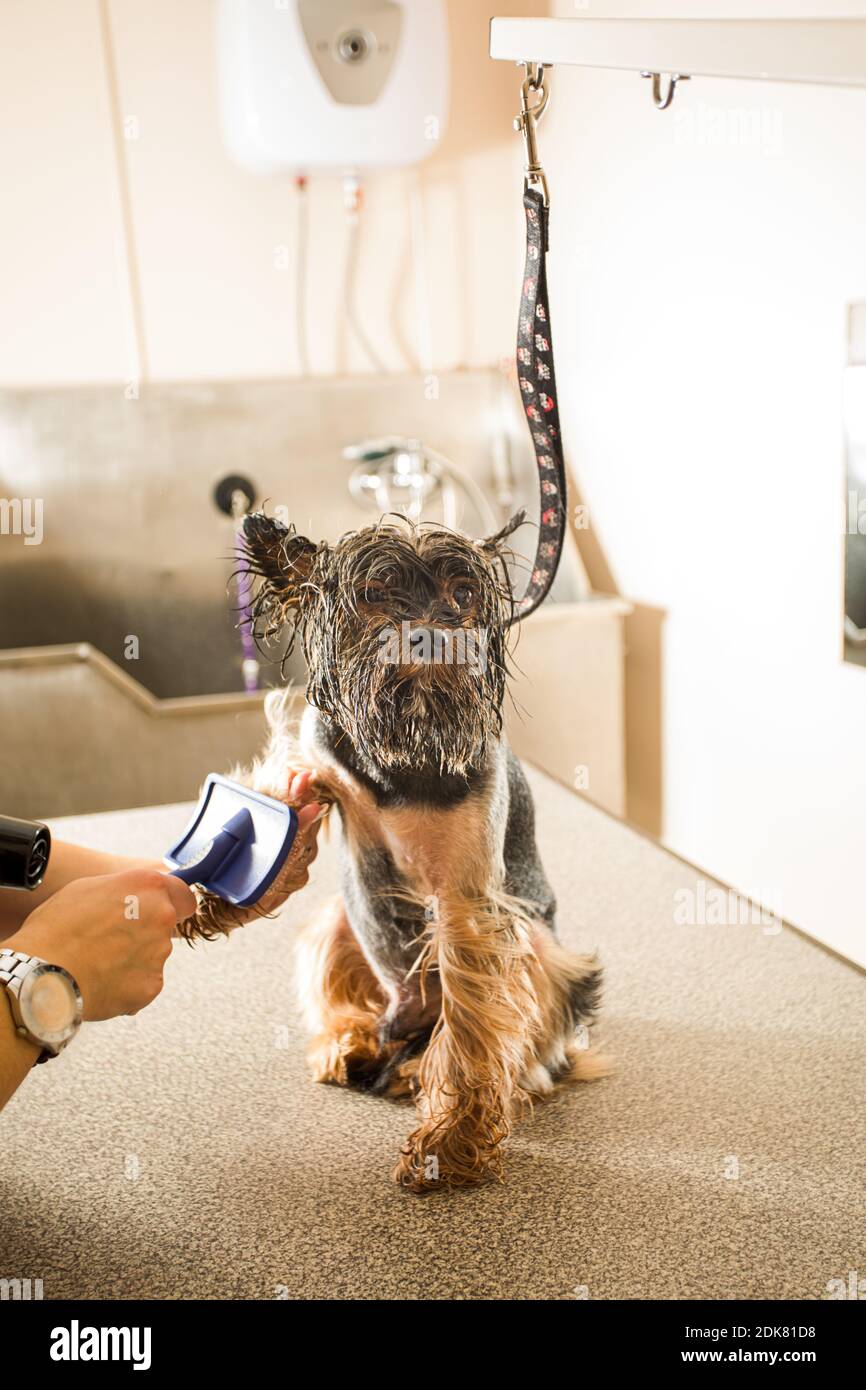 Carino piccolo cane bagnato è spazzolato al salone del groomer Foto Stock