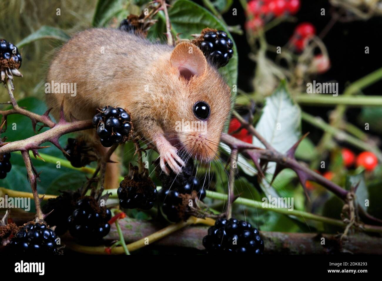 Moscardino, Muscardinus avellanarius, adulti di mangiare i frutti di bosco, Normandia Foto Stock