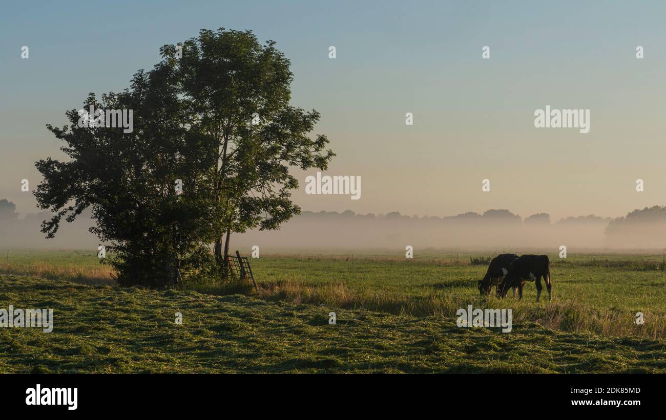 Ein Tag in Olanda: Sonnenaufgang im Polder, Citywalk a Dordrecht. Foto Stock