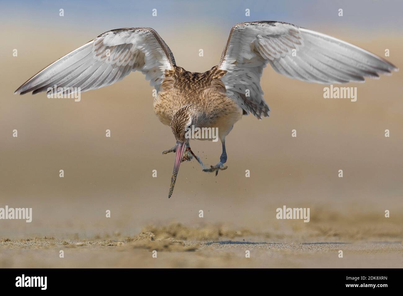 Rosse Grutto opvliegend van strand; Bar-tailed Godwit battenti fino dalla sabbia Foto Stock