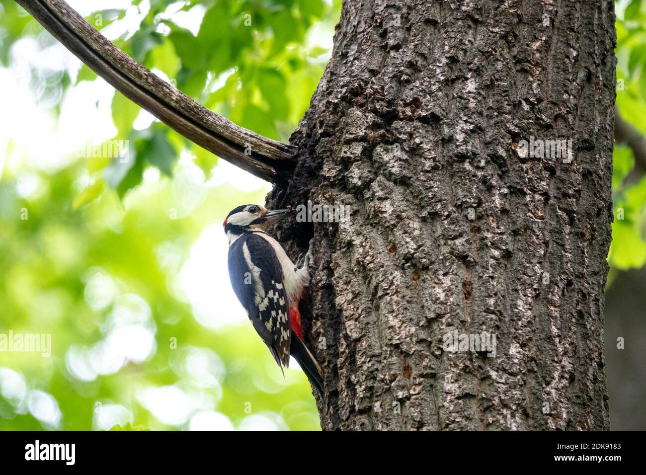 Il picchio, Dendrocopos major, è un uccello della famiglia dei Picidae Foto Stock