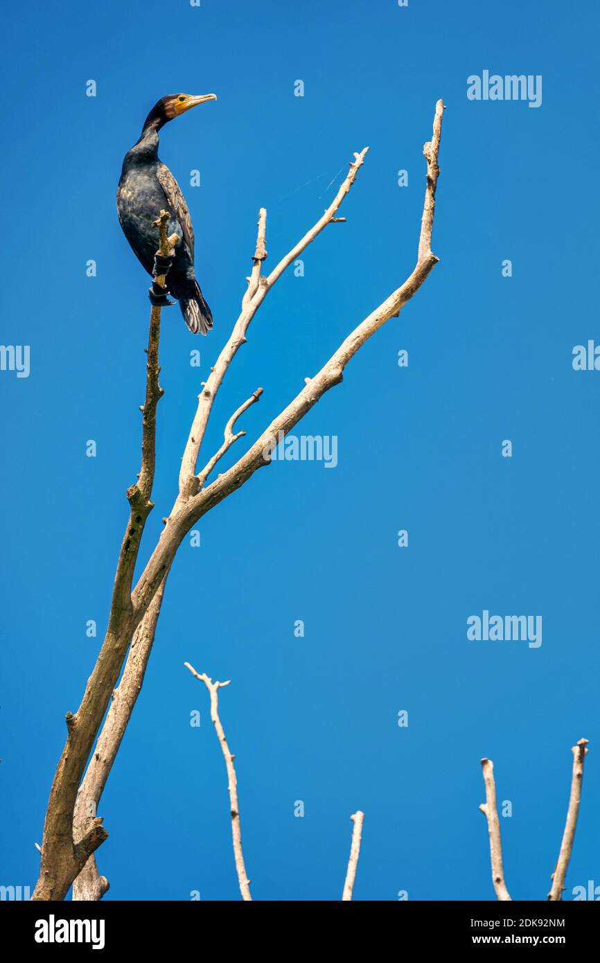 Grande cormorano Phalacrocorax carbo , conosciuto anche come il grande cormorano nero Foto Stock