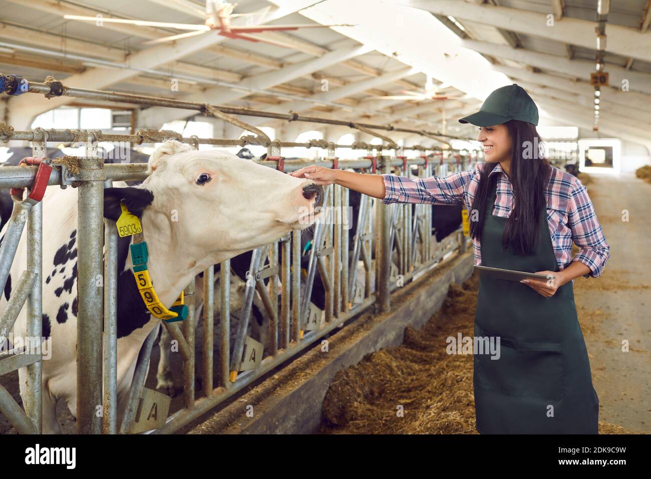 Sorridente giovane lavoratrice casearia che si prende cura di una mucca e tiene un tablet digitale. Foto Stock