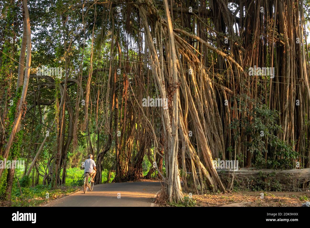 Strada attraverso l'arco naturale nell'enorme albero di banyan a Goa, India Foto Stock