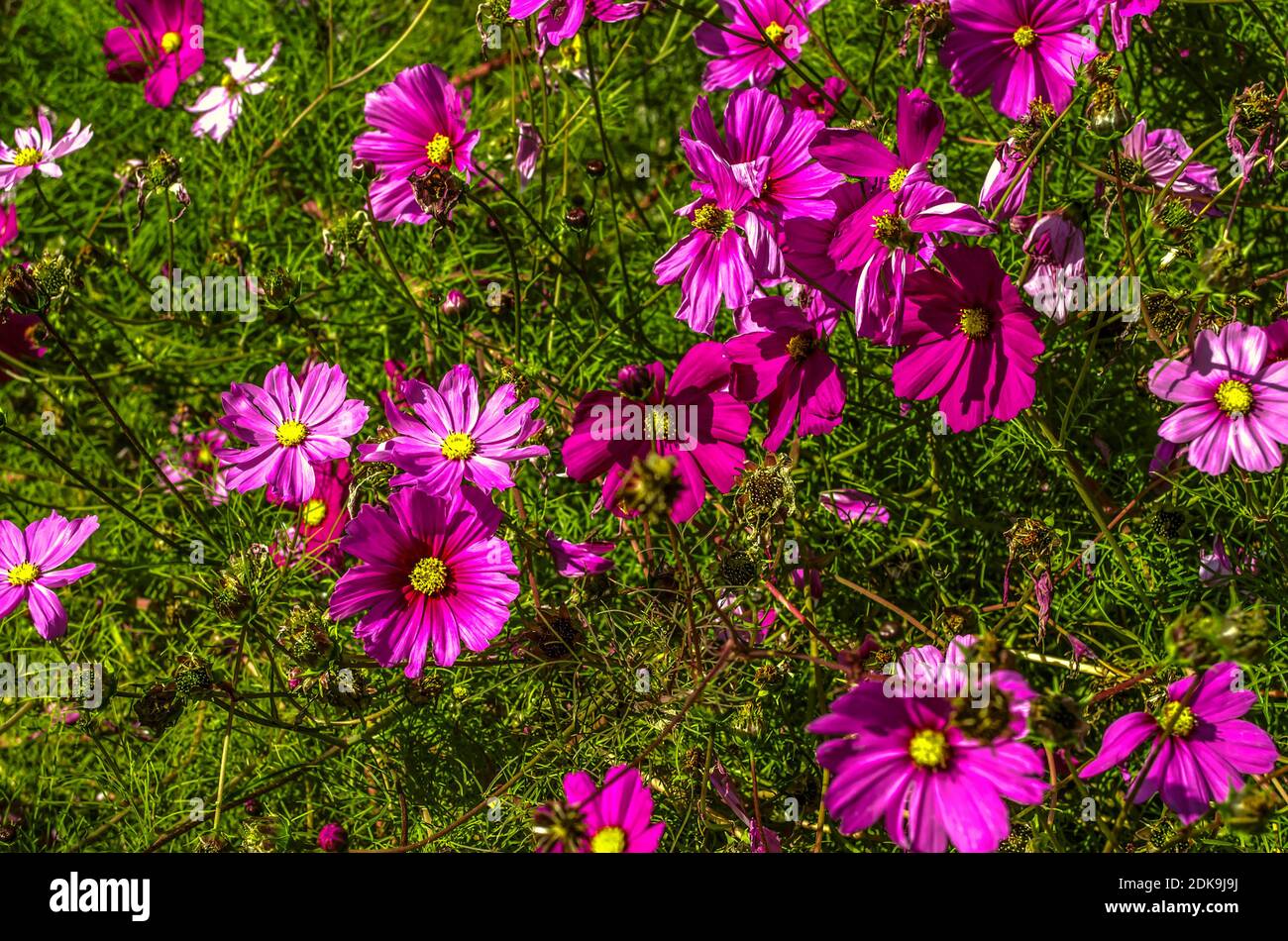 I fiori viola sbiaditi della Cosmea sul giardino trama brillare sotto il caldo sole d'autunno Foto Stock