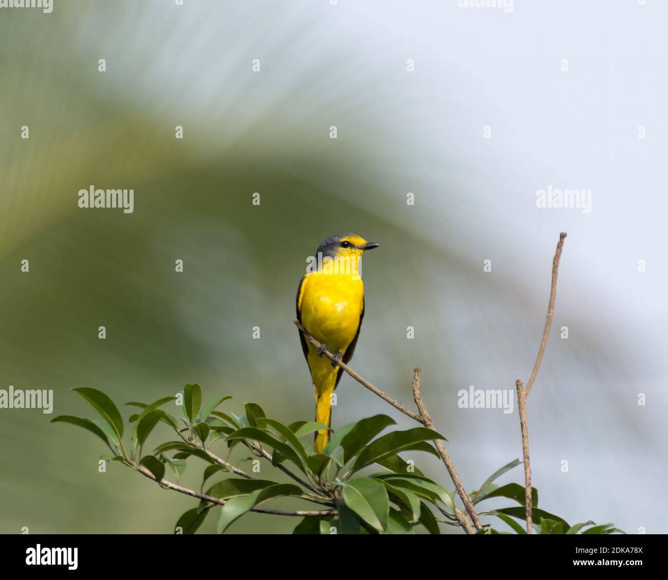 Un bel miniveto arancione (Pericrocotus flammeus), arroccato su un albero fruttifera nel giardino. Foto Stock