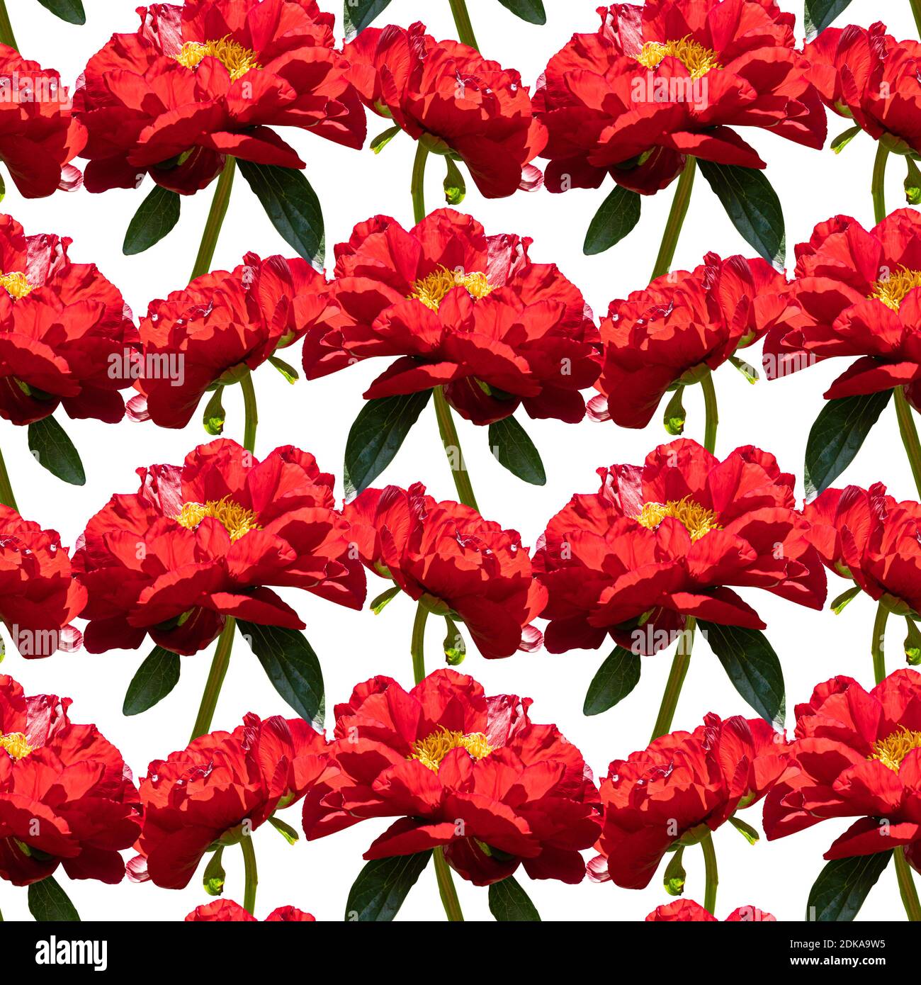Motivo floreale senza cuciture colorato con collage di fiori di pony rosso sfondo bianco Foto Stock