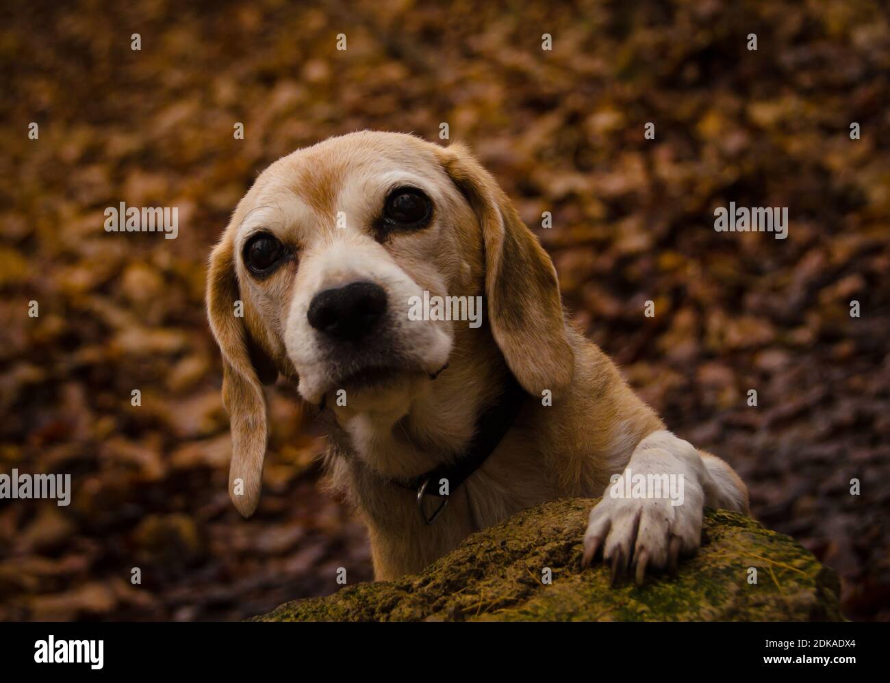 Bel ritratto di una vecchia beagle nella foresta in inverno, aspetto molto gentile Foto Stock