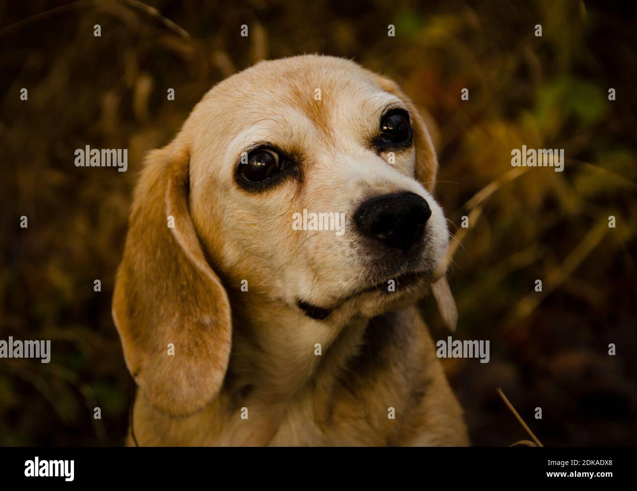 Bel ritratto di una vecchia beagle nella foresta in inverno, aspetto molto gentile Foto Stock