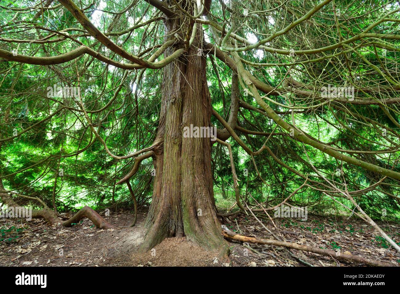 Vecchi alberi di tasso nella foresta di Saint-Sauveur-le-Vicomte, 50390. Cotentin penisola Normandia. Foto Stock