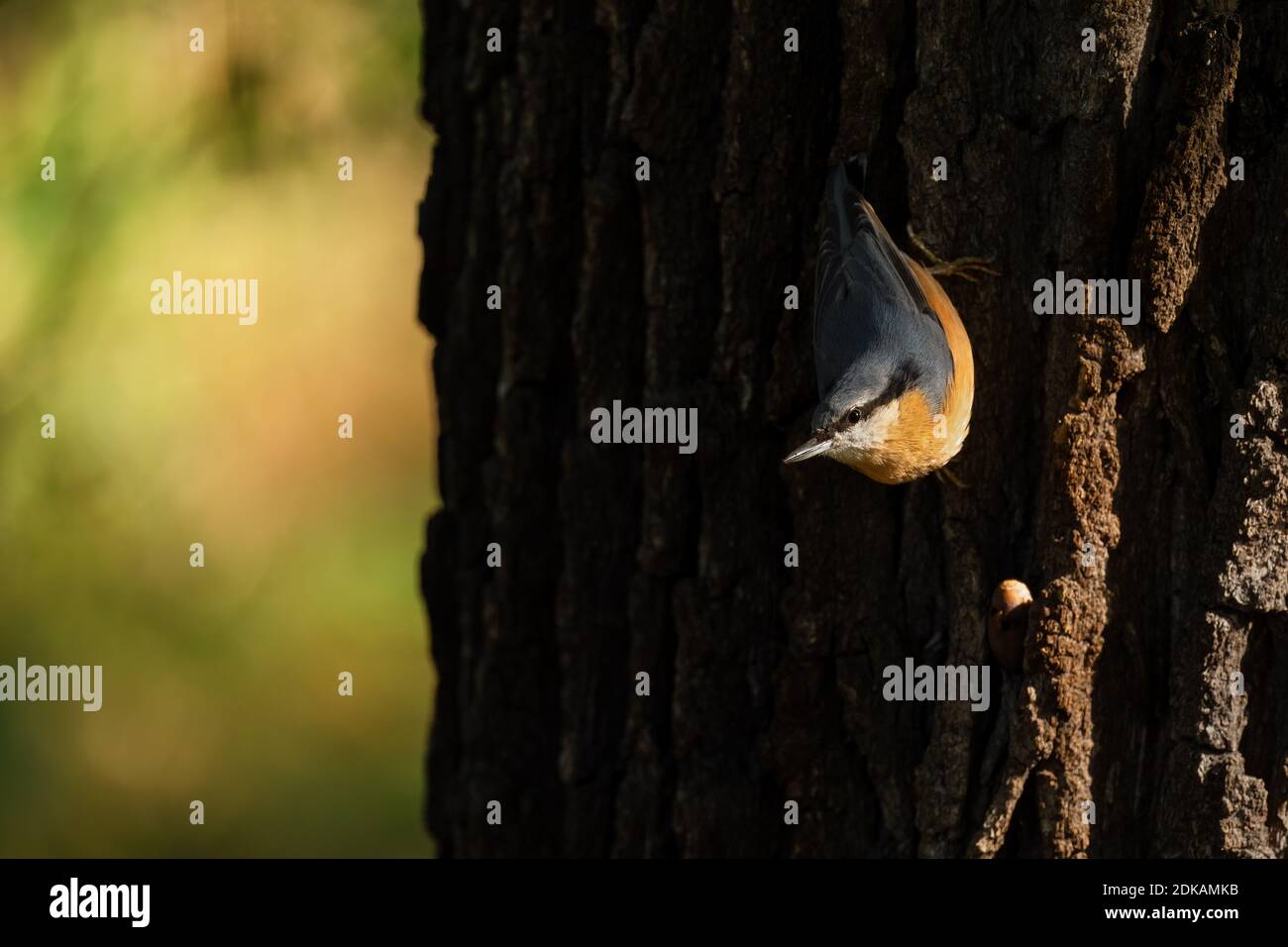 Legno Nuthatch - Sitta europaea, piccolo bel uccello perching provenienti da foreste europee e boschi, Hodonin, Repubblica Ceca. Foto Stock