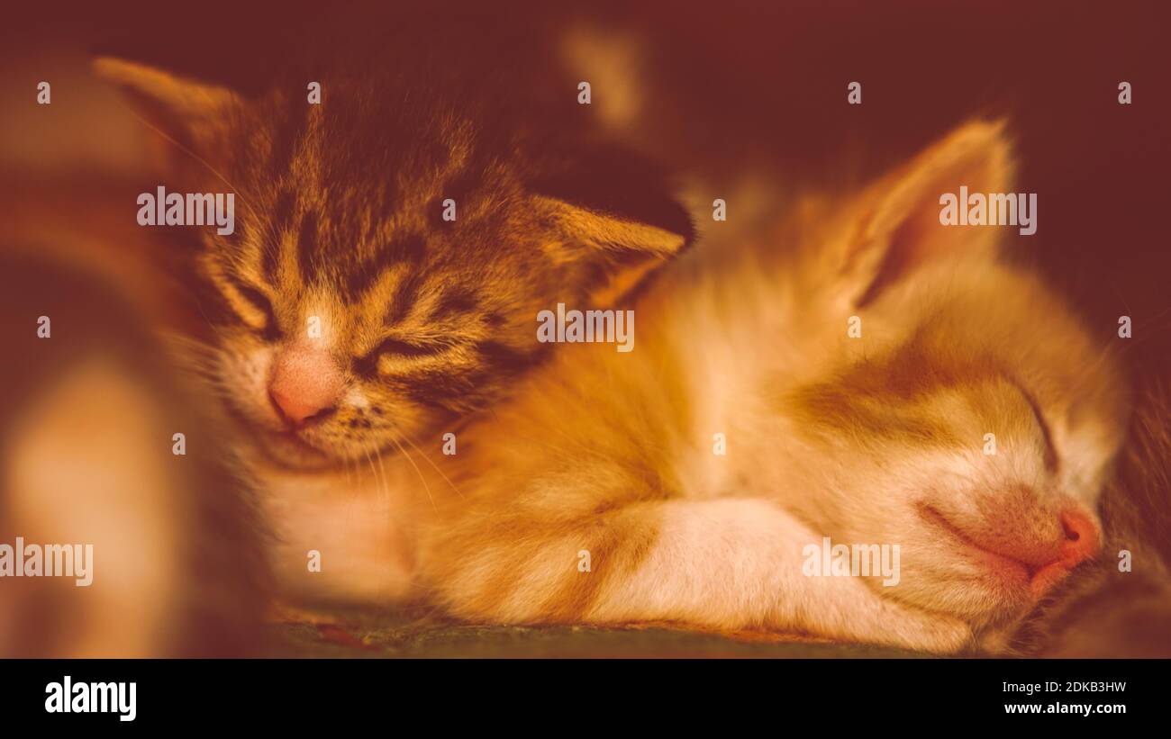 Ginger e tabby gattini neonati che dormono in brocche. I piccoli animali dormono insieme Foto Stock
