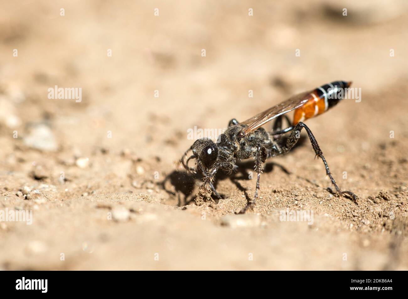 Femmina di Prionyx kirbii, una vespa a filo, scavando un tunnel in terreno sabbioso, preparando il nesting vor, della famiglia Specidae, Vallese, Svizzera Foto Stock
