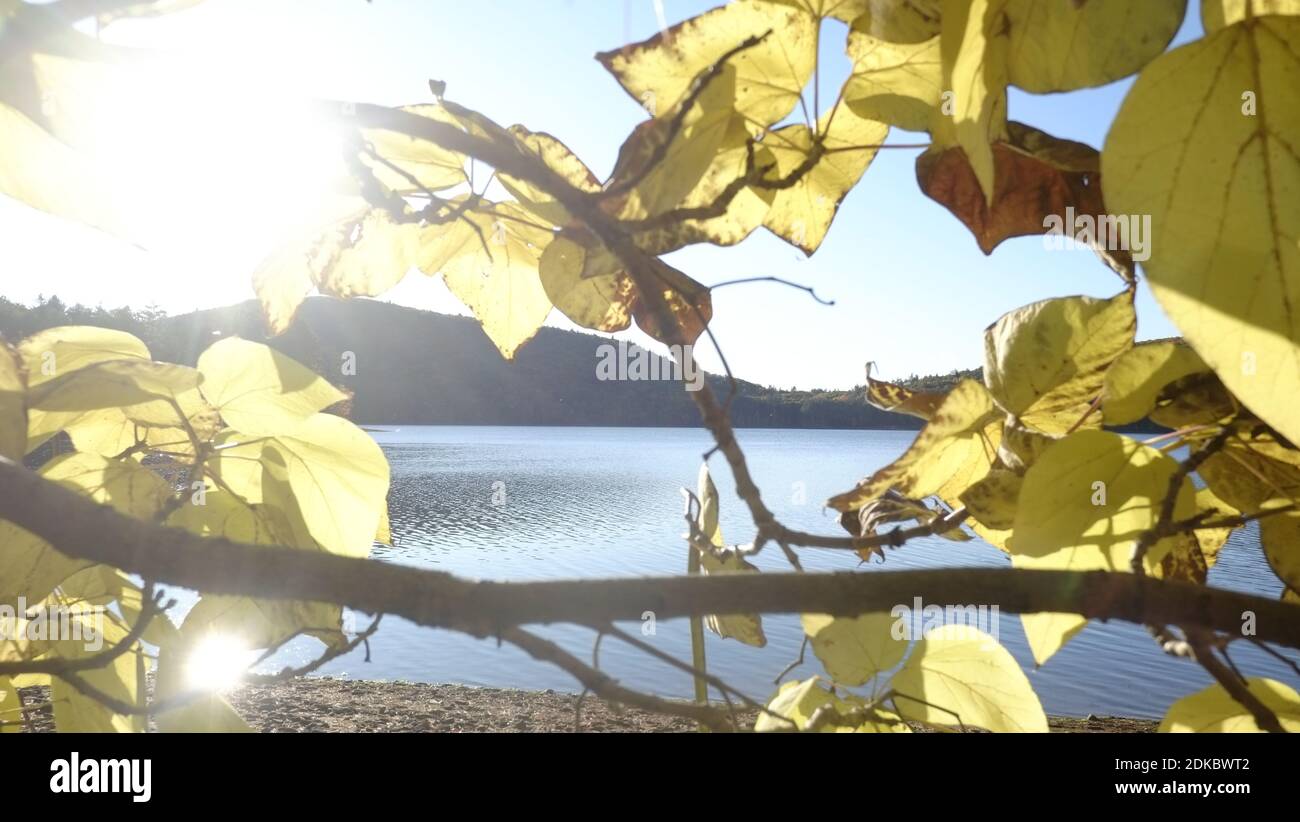 foglie, colori di caduta Foto Stock