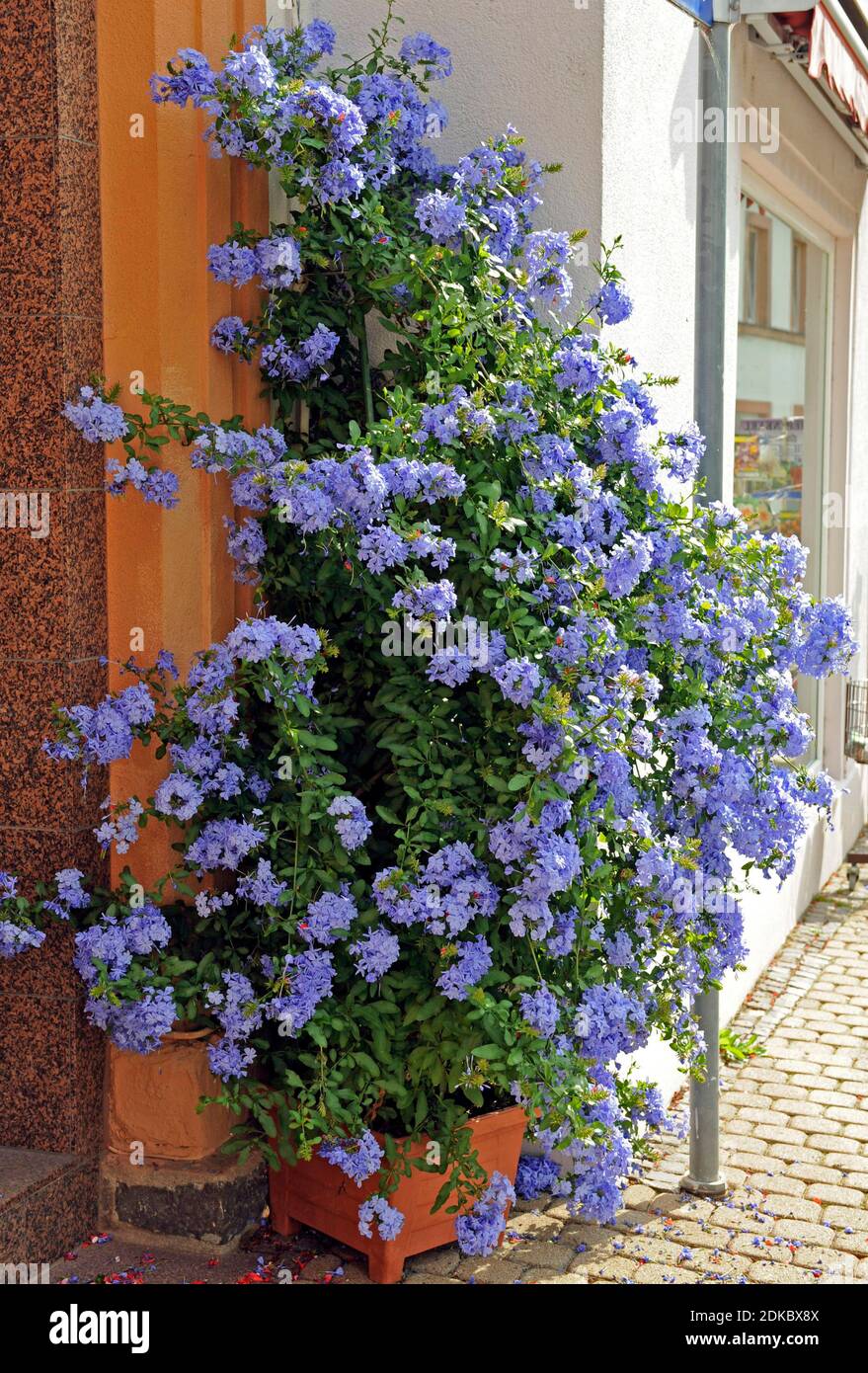 Fiore blu pallido piombo o plumbago come una pianta in vaso ad un ingresso  della casa Foto stock - Alamy