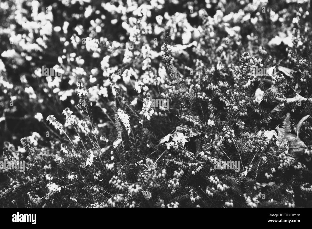 Heather. Fiori selvatici bagnati con sfondo sbiadito di foglie autunnali. Fiori funebri, lutto, dolore, dolore concetti. Foto in bianco e nero. Foto Stock