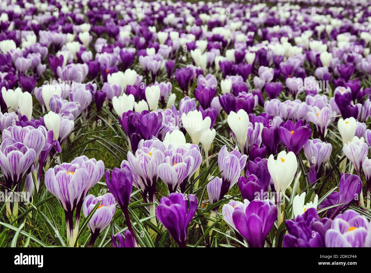 Fiori di crocus viola, viola e bianco in erba Foto Stock