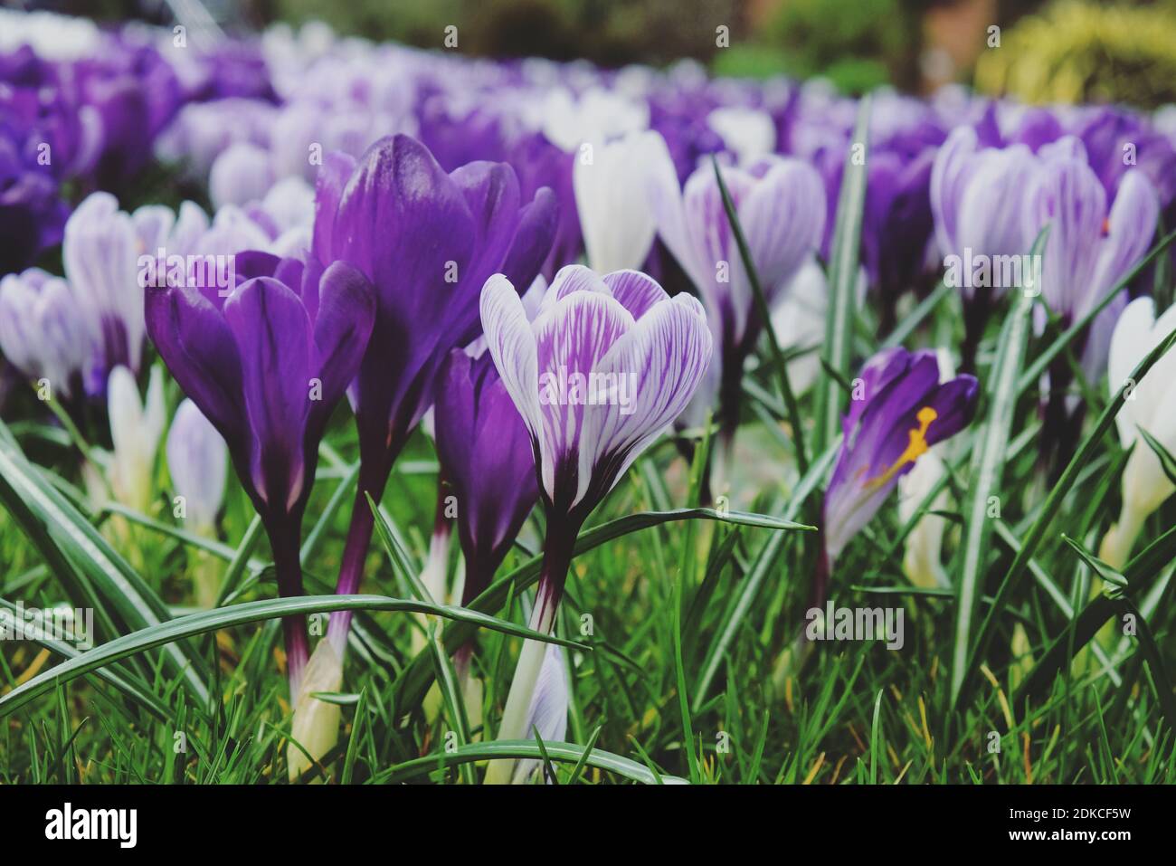 Fiori di crocus viola, viola e bianco in erba Foto Stock