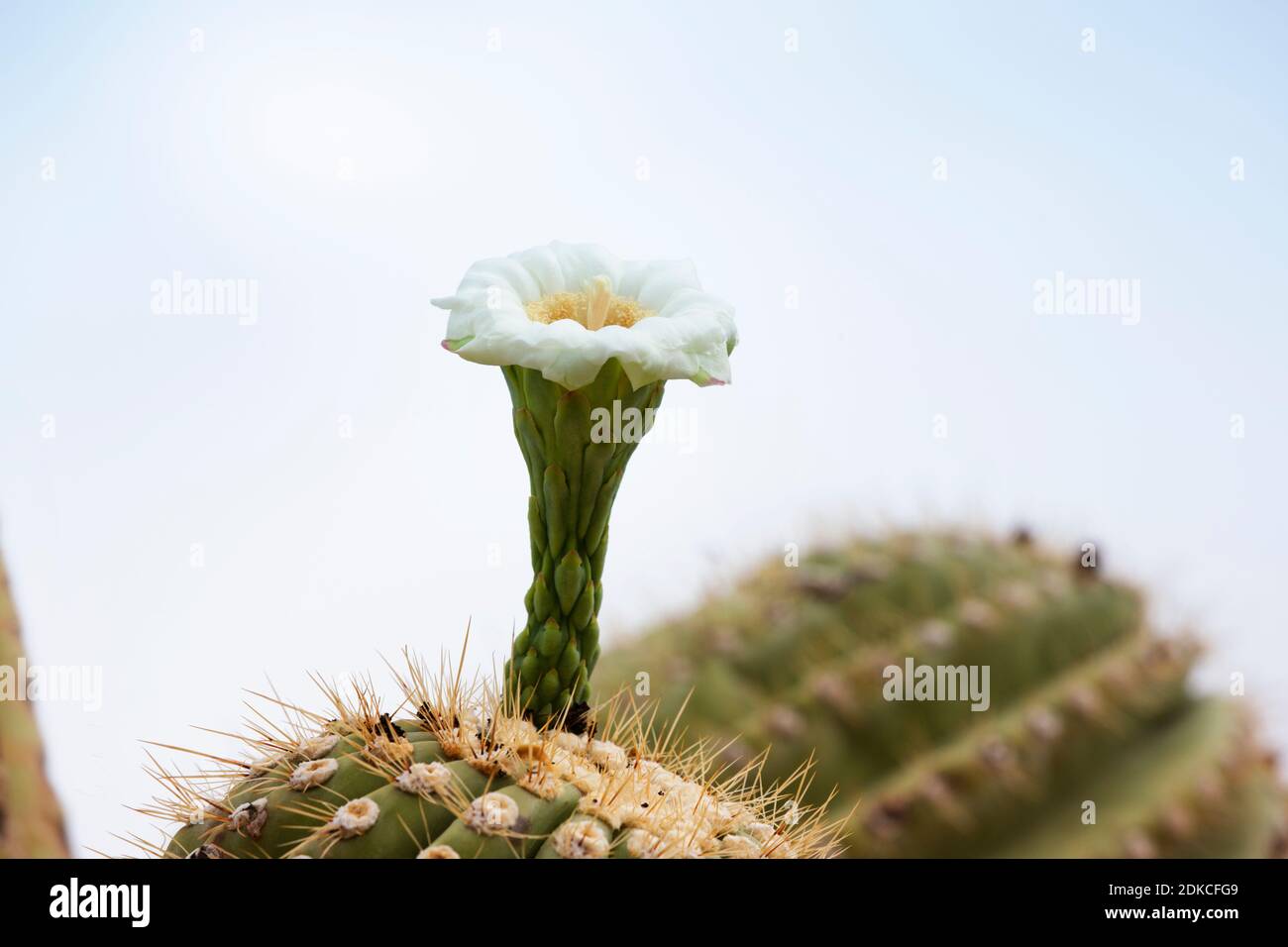 Il fiore di Saguaro, il fiore selvatico di stato dell'Arizona, germogliò in cielo nel Saguaro National Park West a Tucson, Arizona Foto Stock