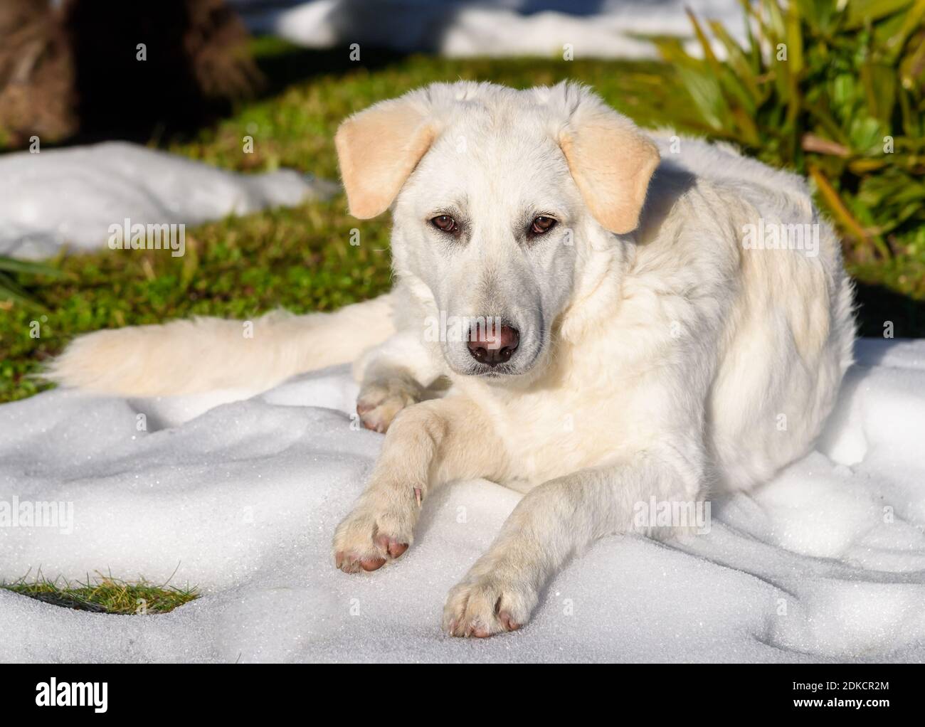 Carino cane bianco cucciolo, simile Labrador, sdraiato sulla neve nel giardino. Foto Stock Carino cane bianco cucciolo, simile Labrador, sdraiato sulla neve nel giardino. Foto Stock