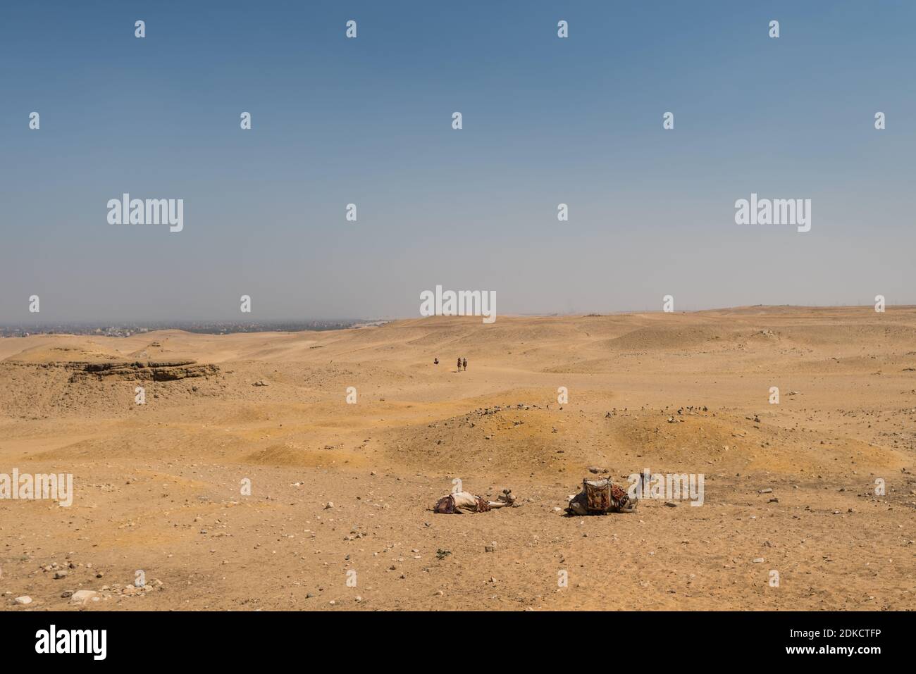 Cammelli nel deserto del complesso piramidale di Giza, un sito archeologico sull'altopiano di Giza, alla periferia del Cairo, Egitto. Foto Stock