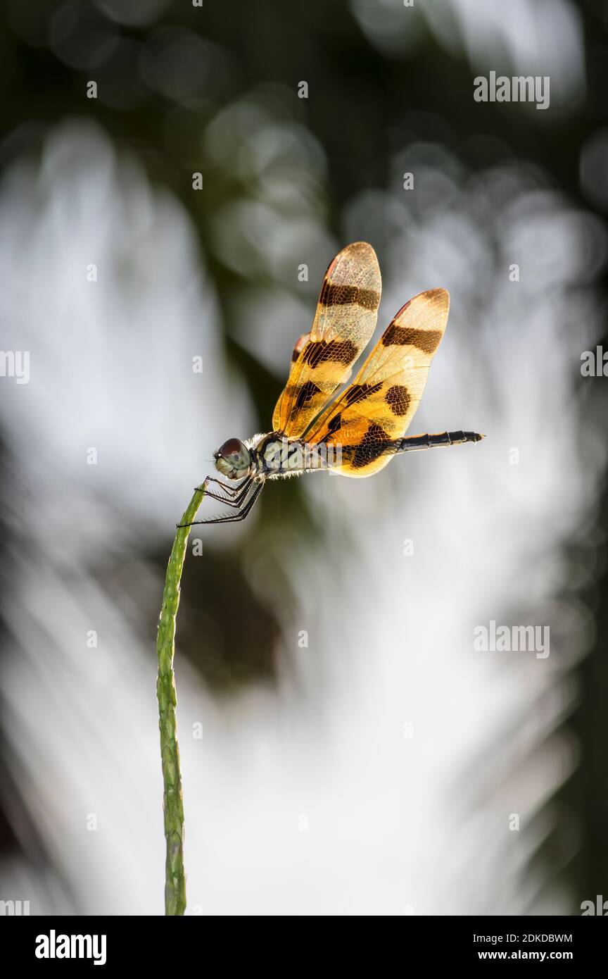 Marrone-spottet Ala gialla Dragonfly (Celithemis eponina) Foto Stock