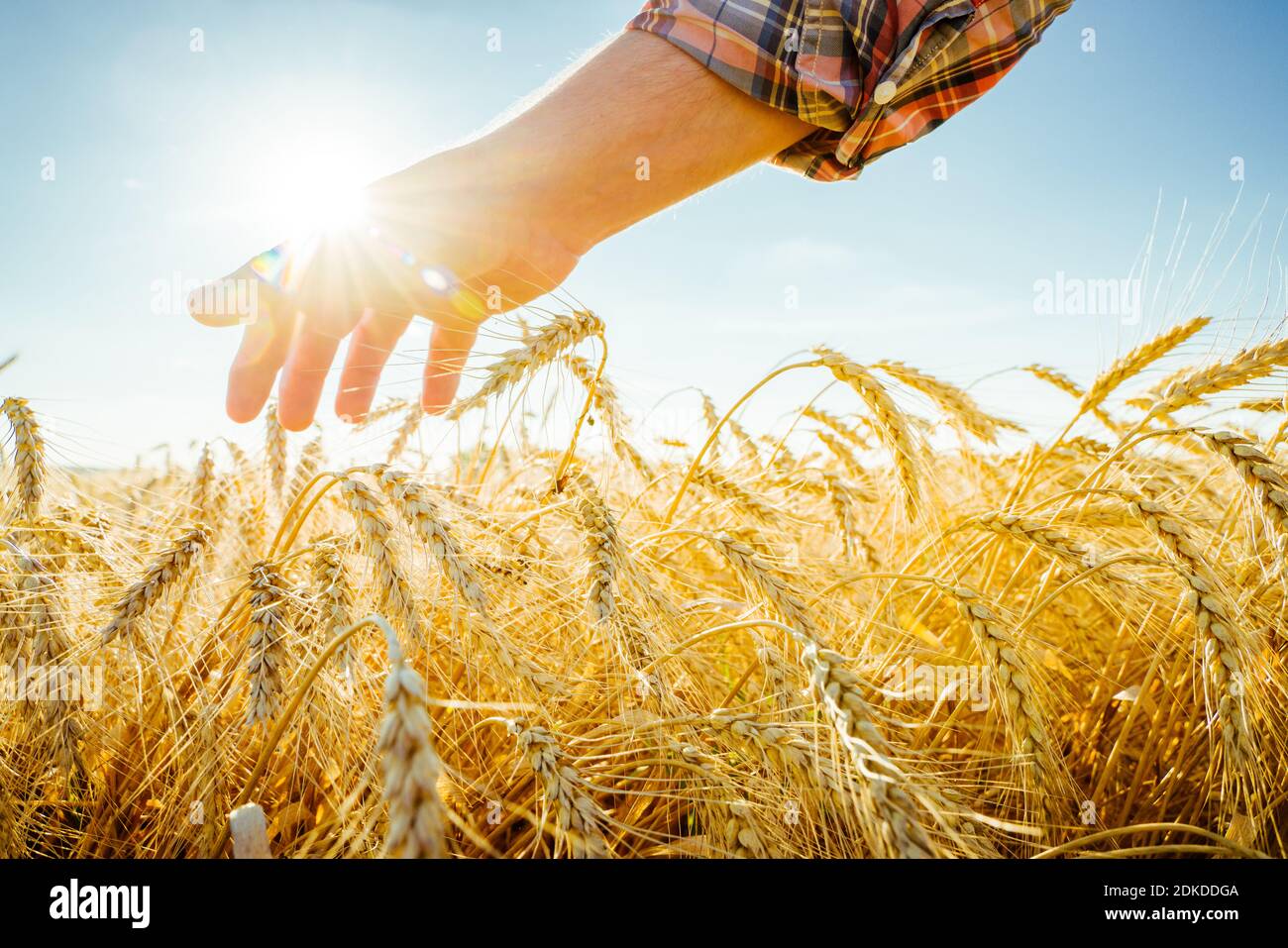 La mano tocca le orecchie di orzo. Coltivatore in un campo di grano. Concetto di raccolto ricco Foto Stock