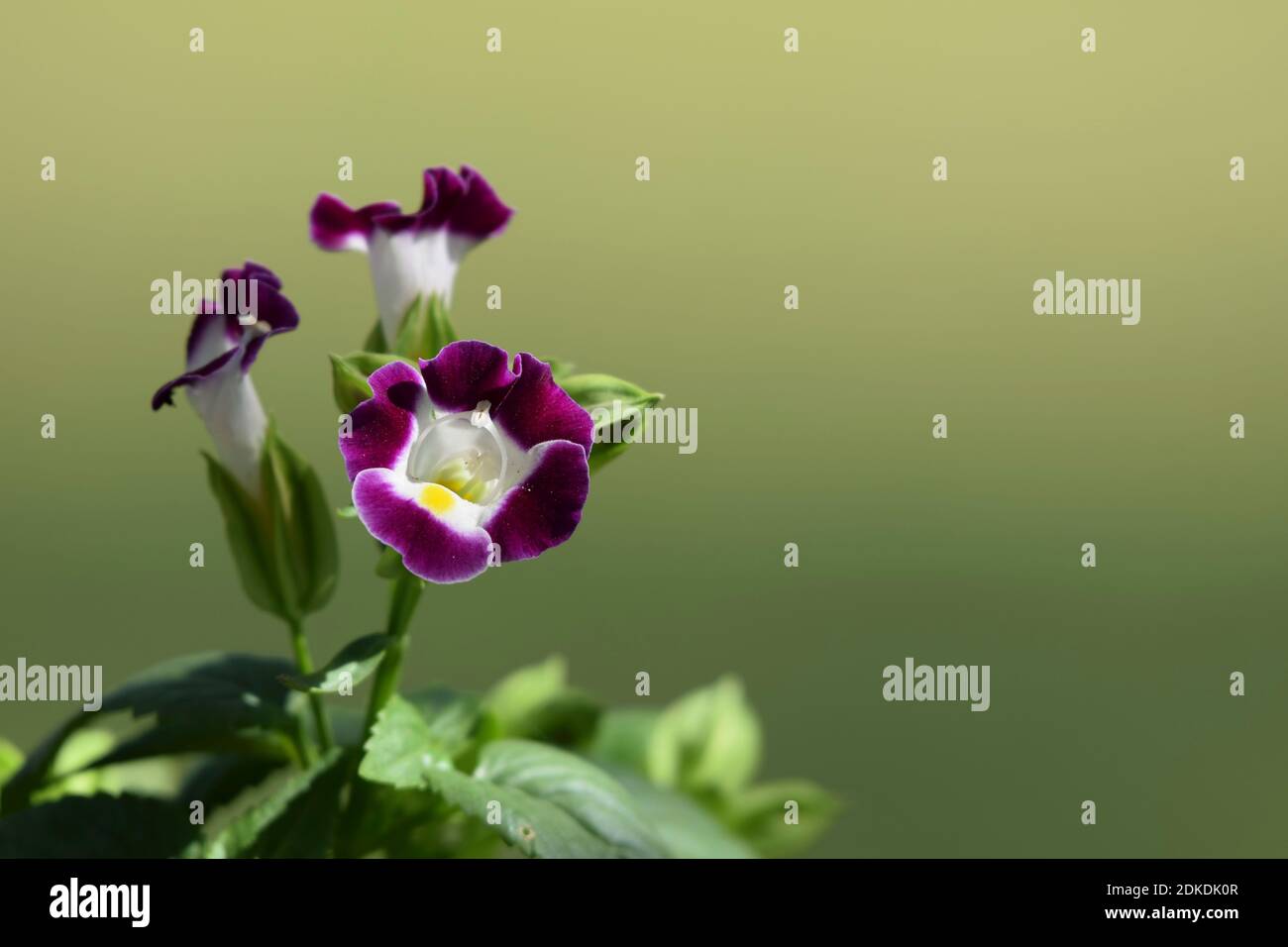 Primo piano di fiore Wishbone noto anche come Torenia o. Bluewings di colore viola su base bianca con giallo brillante marcatura su petali bianco stamens unire Foto Stock