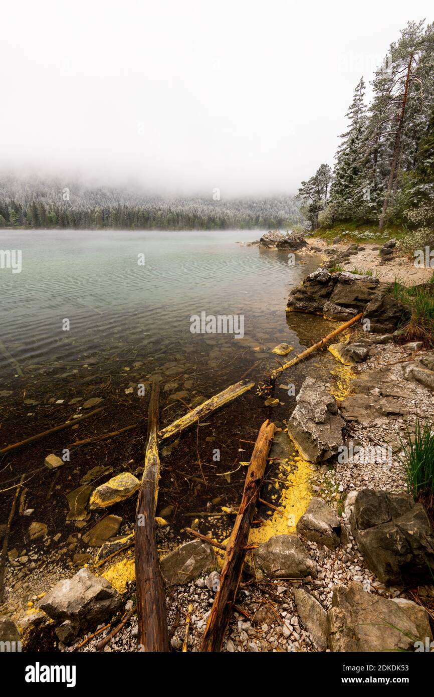 In primavera durante i santi ghiacciati all'Eibsee. Driftwood e tronchi d'albero con polline giallo sulle rive di questo lago di montagna, sullo sfondo spesse nuvole e neve fresca sulla foresta Foto Stock