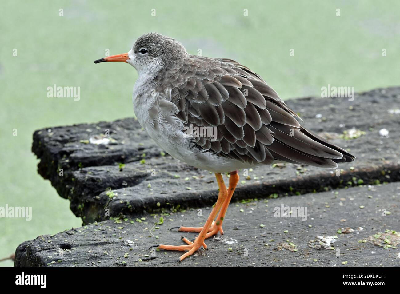 Redshank, Slimbridge Wetland Center, Bowditch, Gloucestershire (WWT) Foto Stock