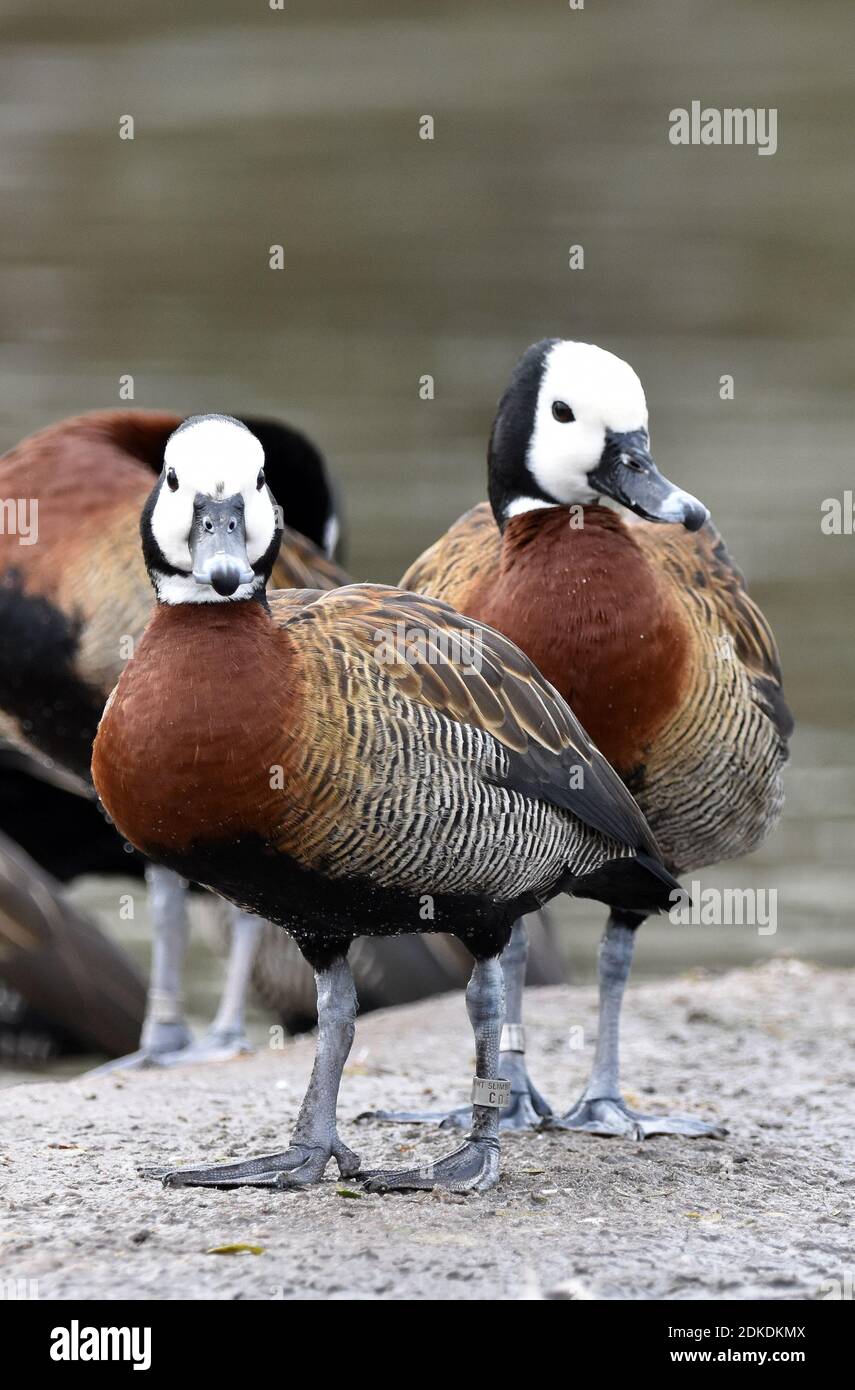 White Faced Whistling Ducks, Slimbridge Wetland Center, Bowditch, Gloucestershire (WWT) Foto Stock